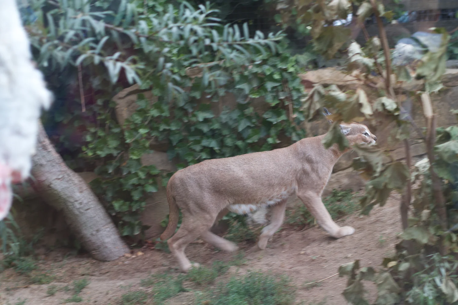 Anna gal bogorm 2013_08_08 52.jpg