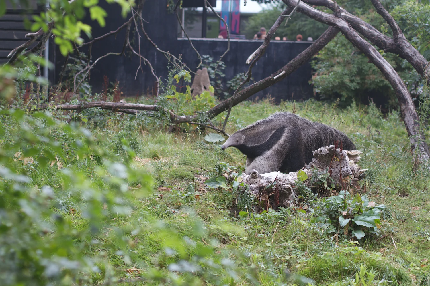 Anna gal bogorm 2013_08_08 60.jpg