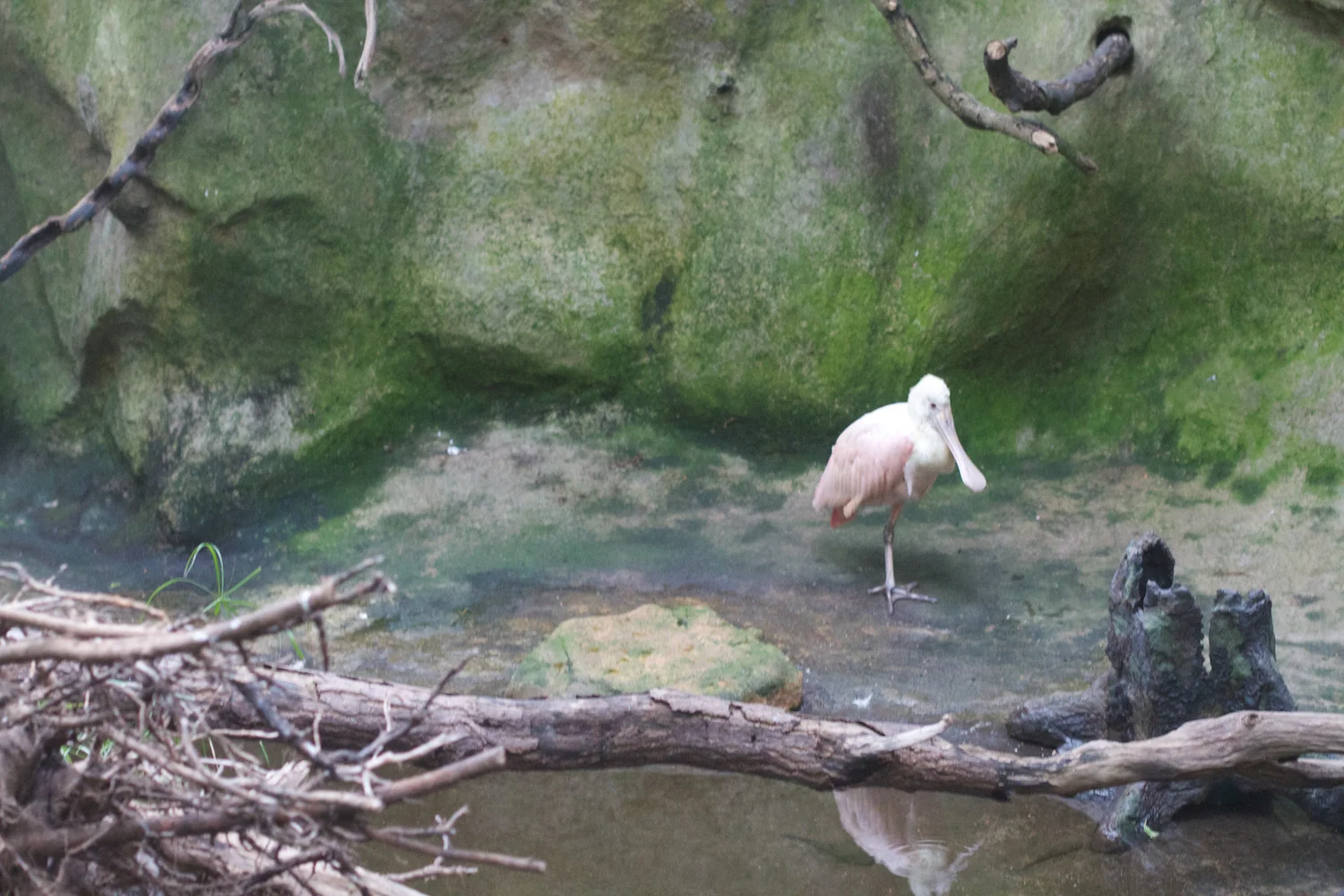 Anna gal bogorm 2013_08_08 63.jpg