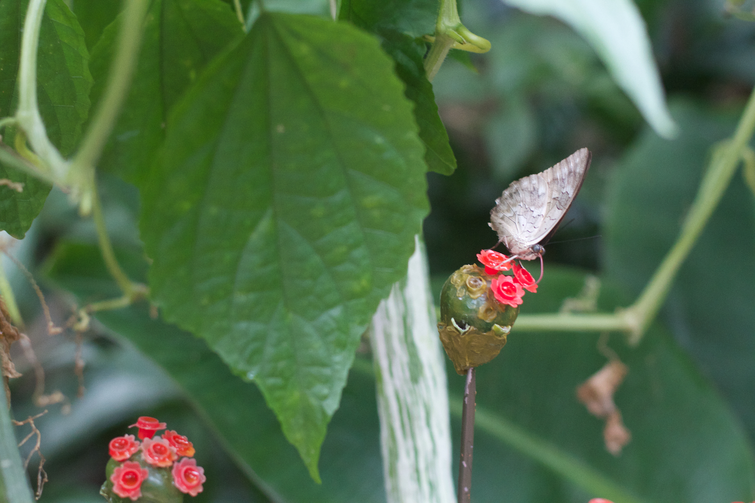 Anna gal bogorm 2013_08_08 88.jpg