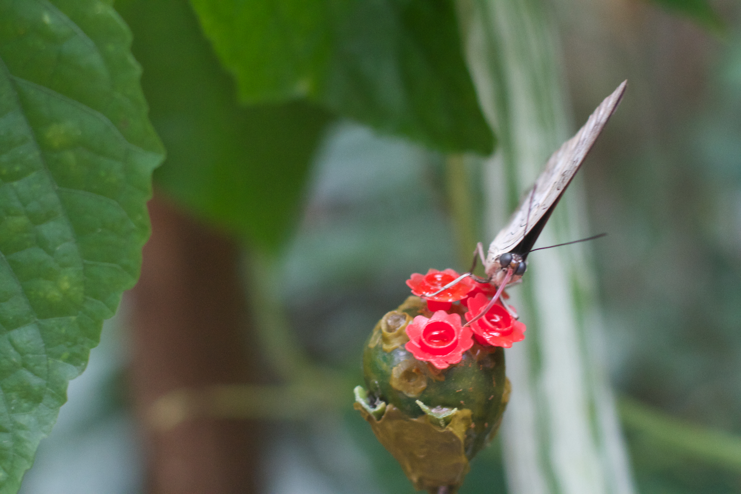 Anna gal bogorm 2013_08_08 89.jpg