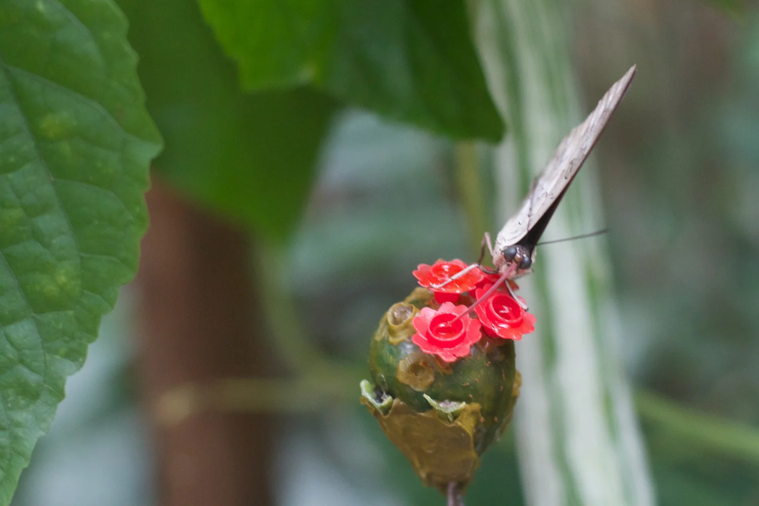 Anna gal bogorm 2013_08_08 90.jpg