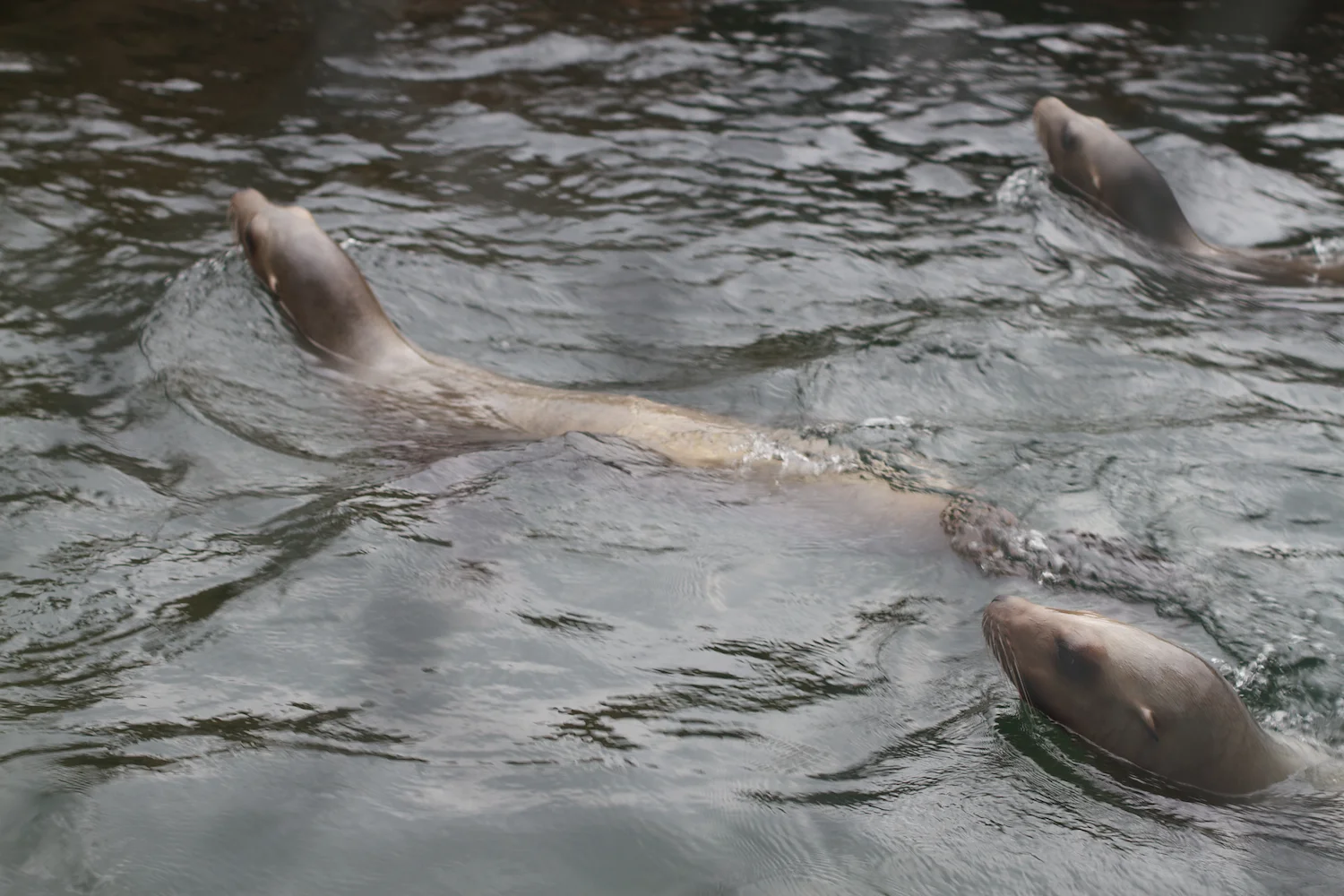 Anna gal bogorm 2013_08_08 100.jpg