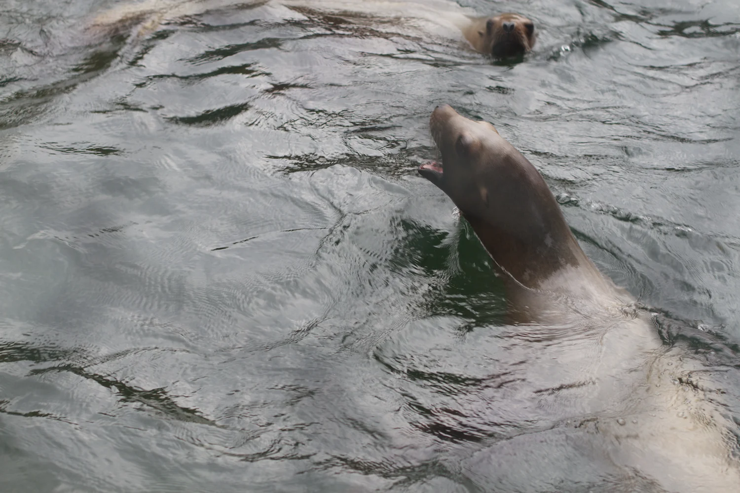 Anna gal bogorm 2013_08_08 99.jpg