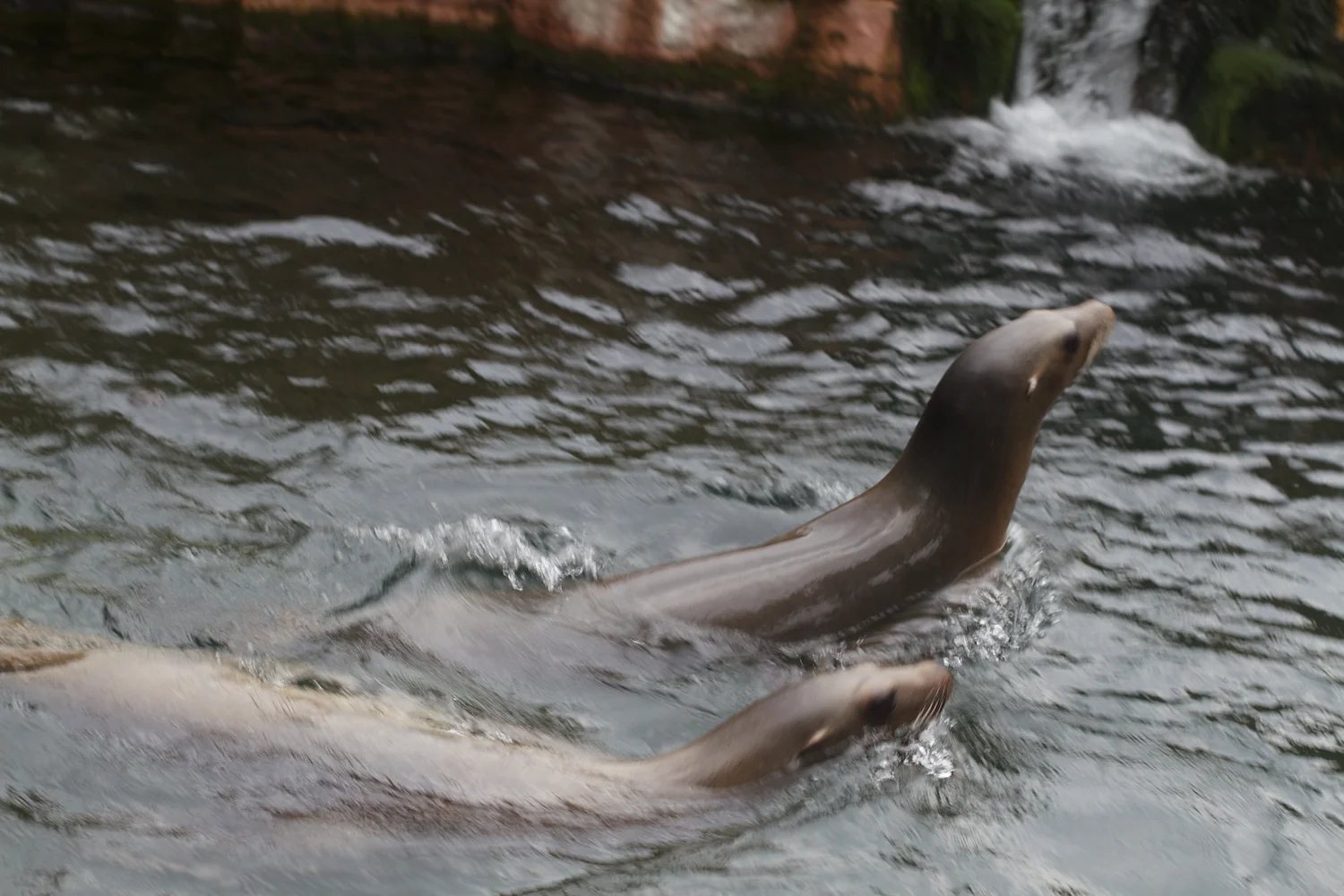 Anna gal bogorm 2013_08_08 101.jpg