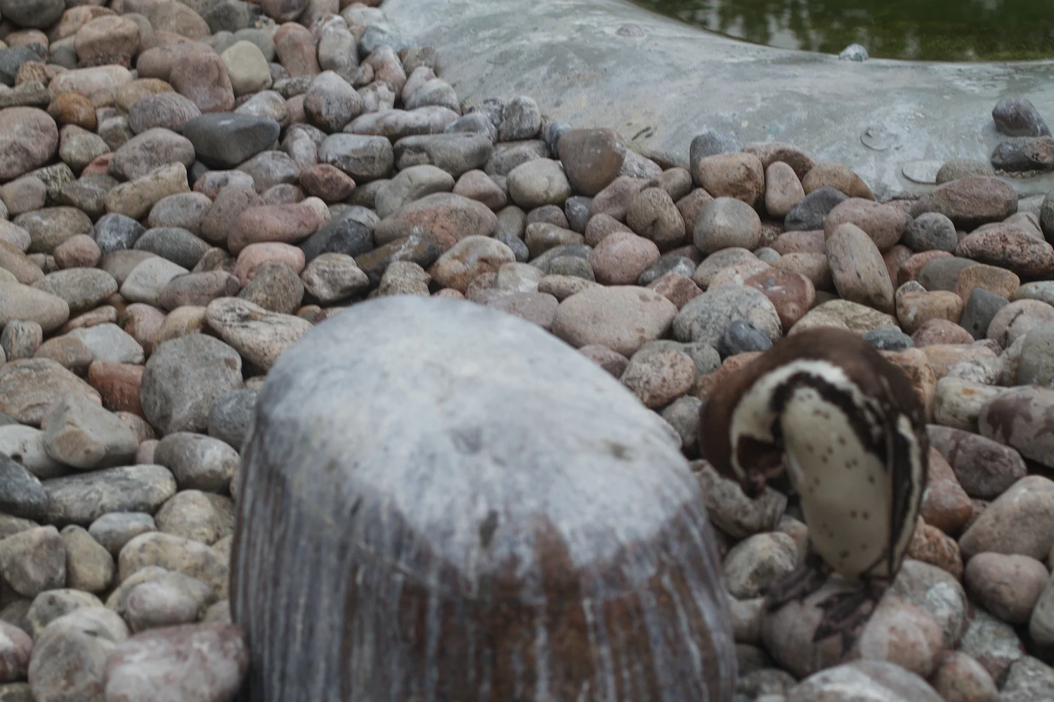 Anna gal bogorm 2013_08_08 106.jpg