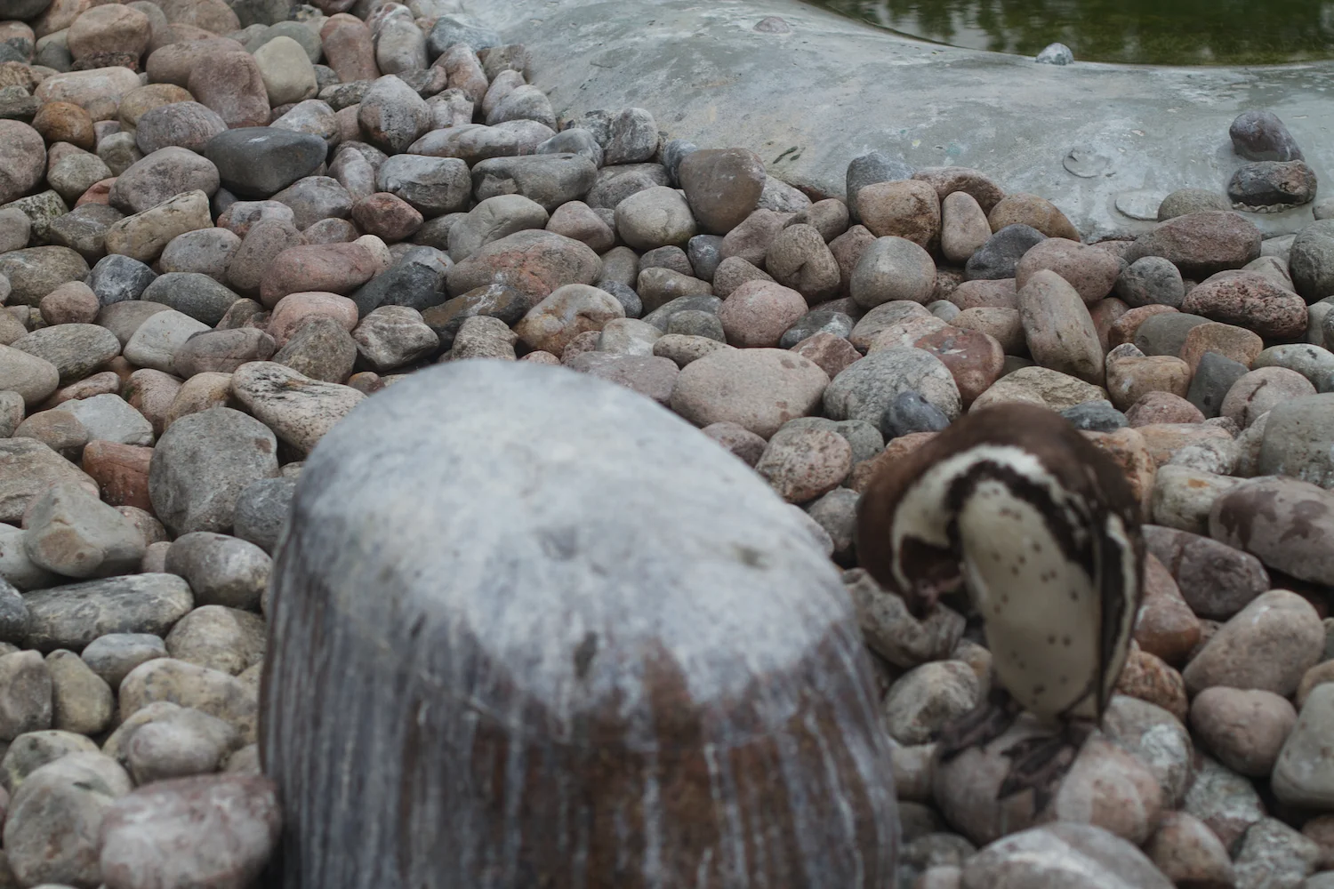 Anna gal bogorm 2013_08_08 105.jpg