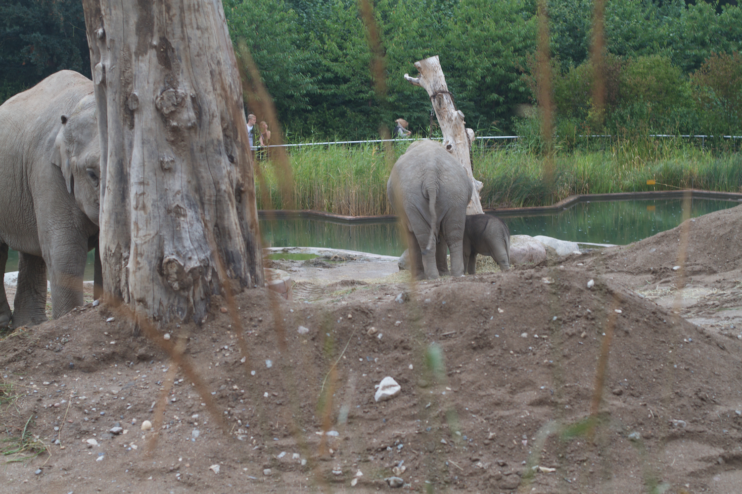 Anna gal bogorm 2013_08_08 107.jpg