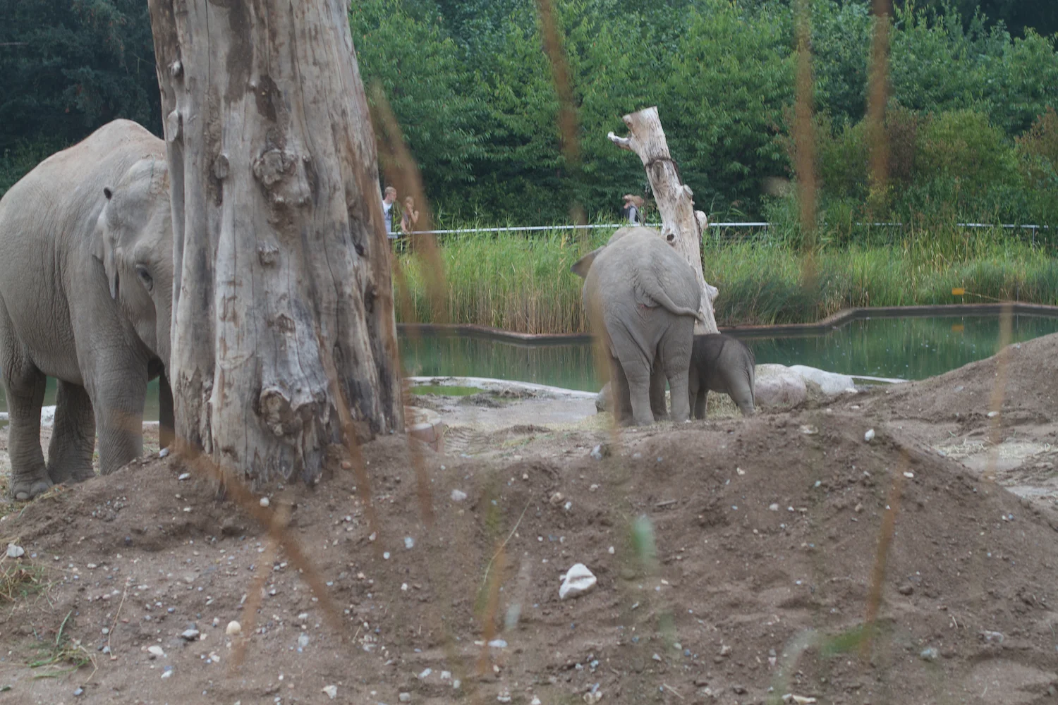 Anna gal bogorm 2013_08_08 108.jpg