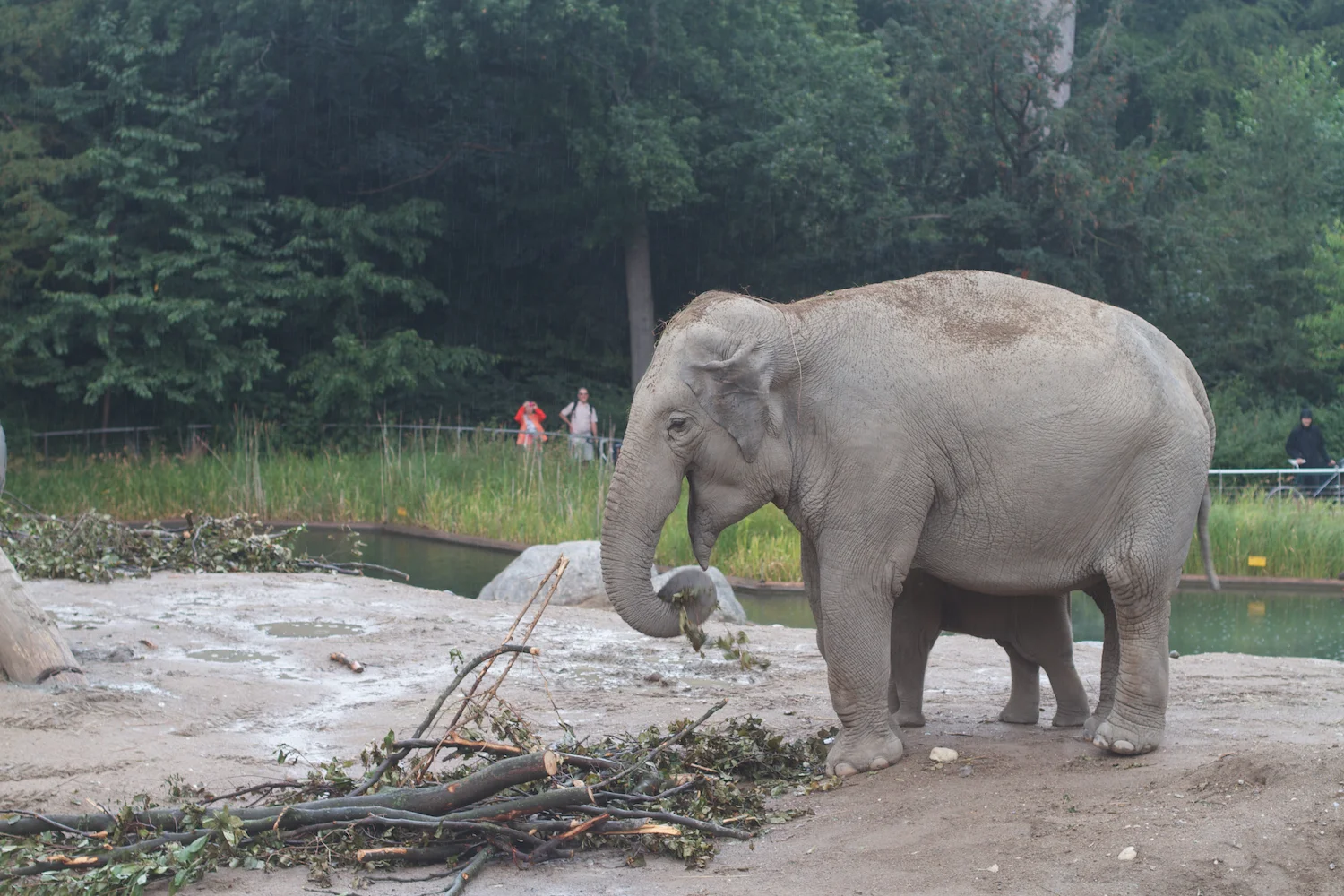 Anna gal bogorm 2013_08_08 110.jpg