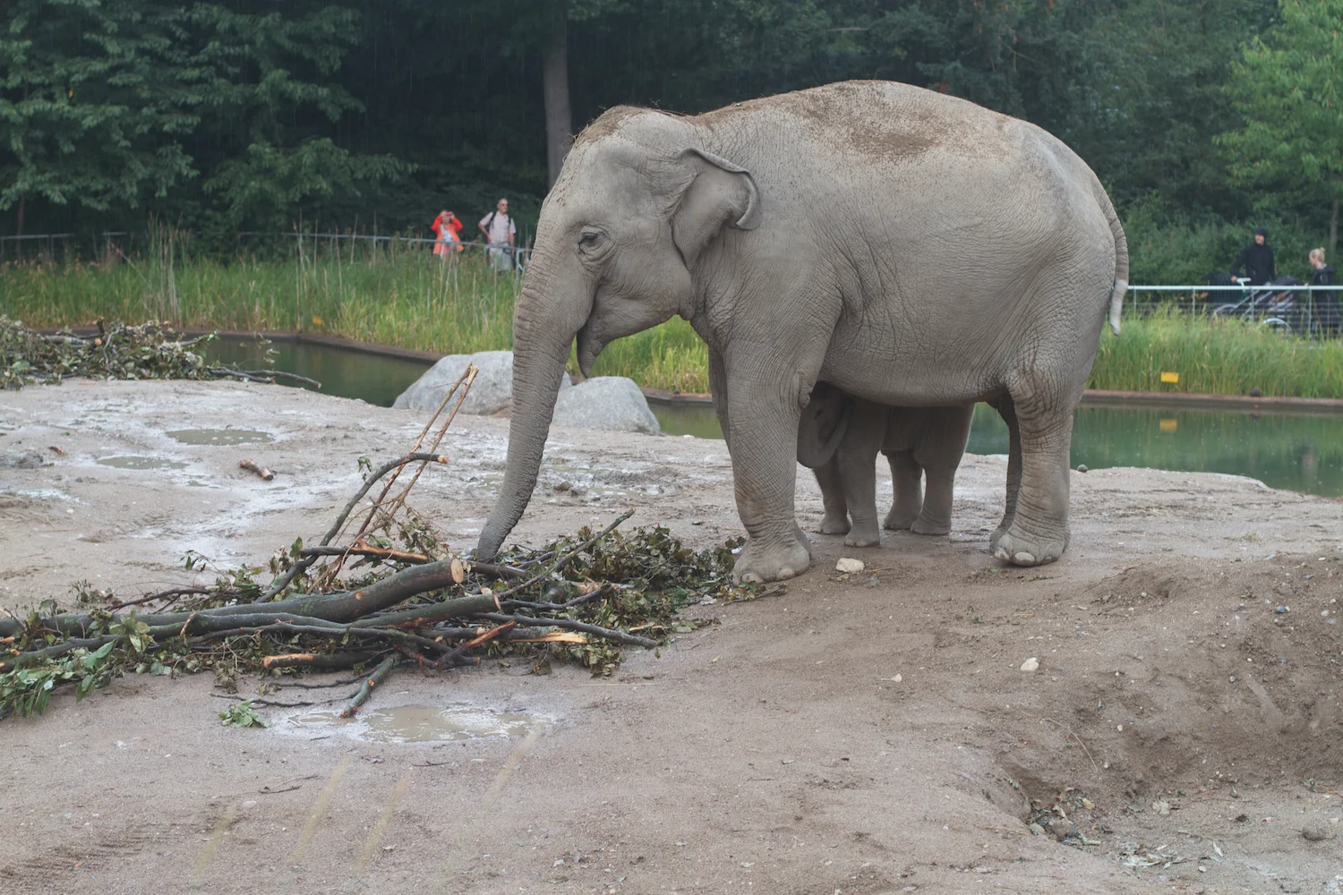 Anna gal bogorm 2013_08_08 114.jpg