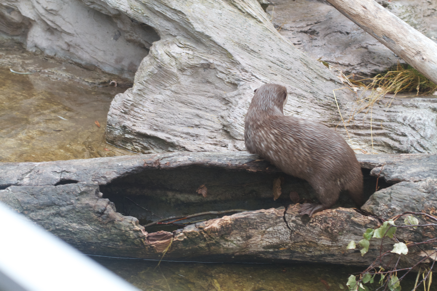 Anna gal bogorm 2013_08_08 134.jpg