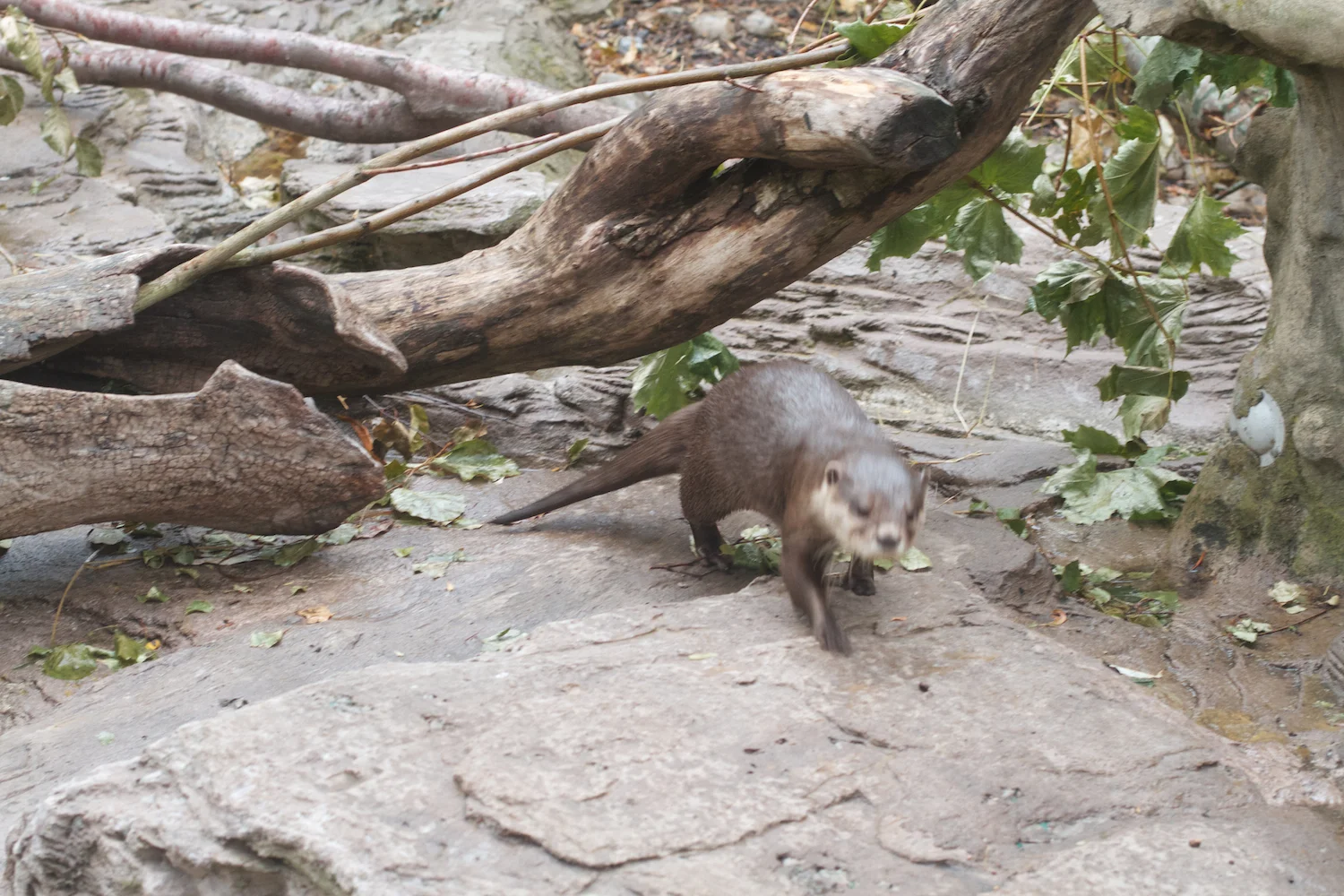 Anna gal bogorm 2013_08_08 135.jpg