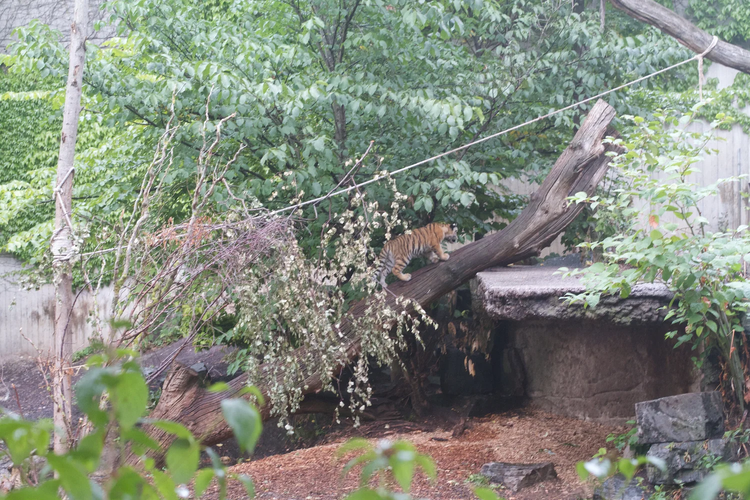 Anna gal bogorm 2013_08_08 137.jpg