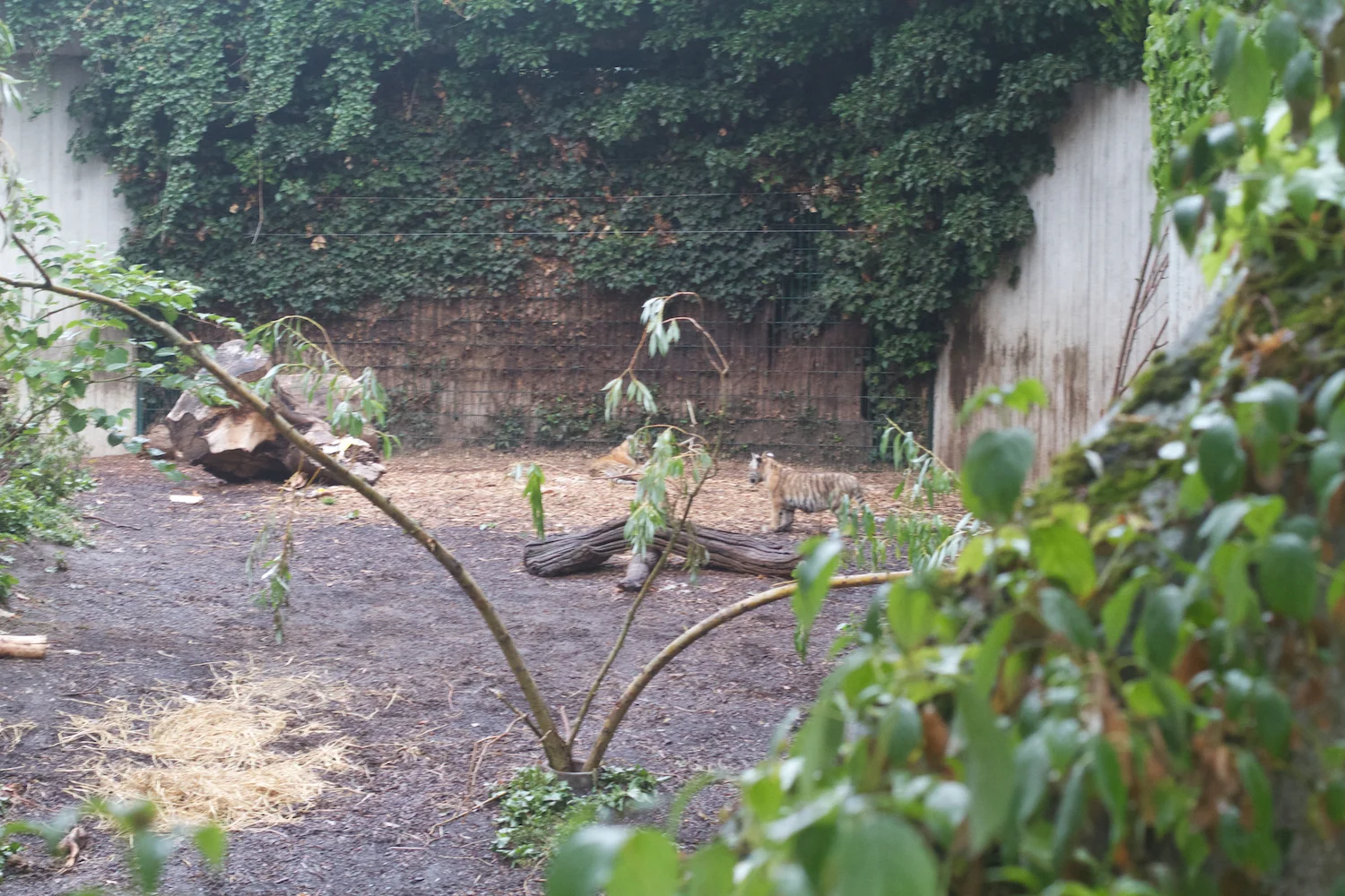 Anna gal bogorm 2013_08_08 138.jpg