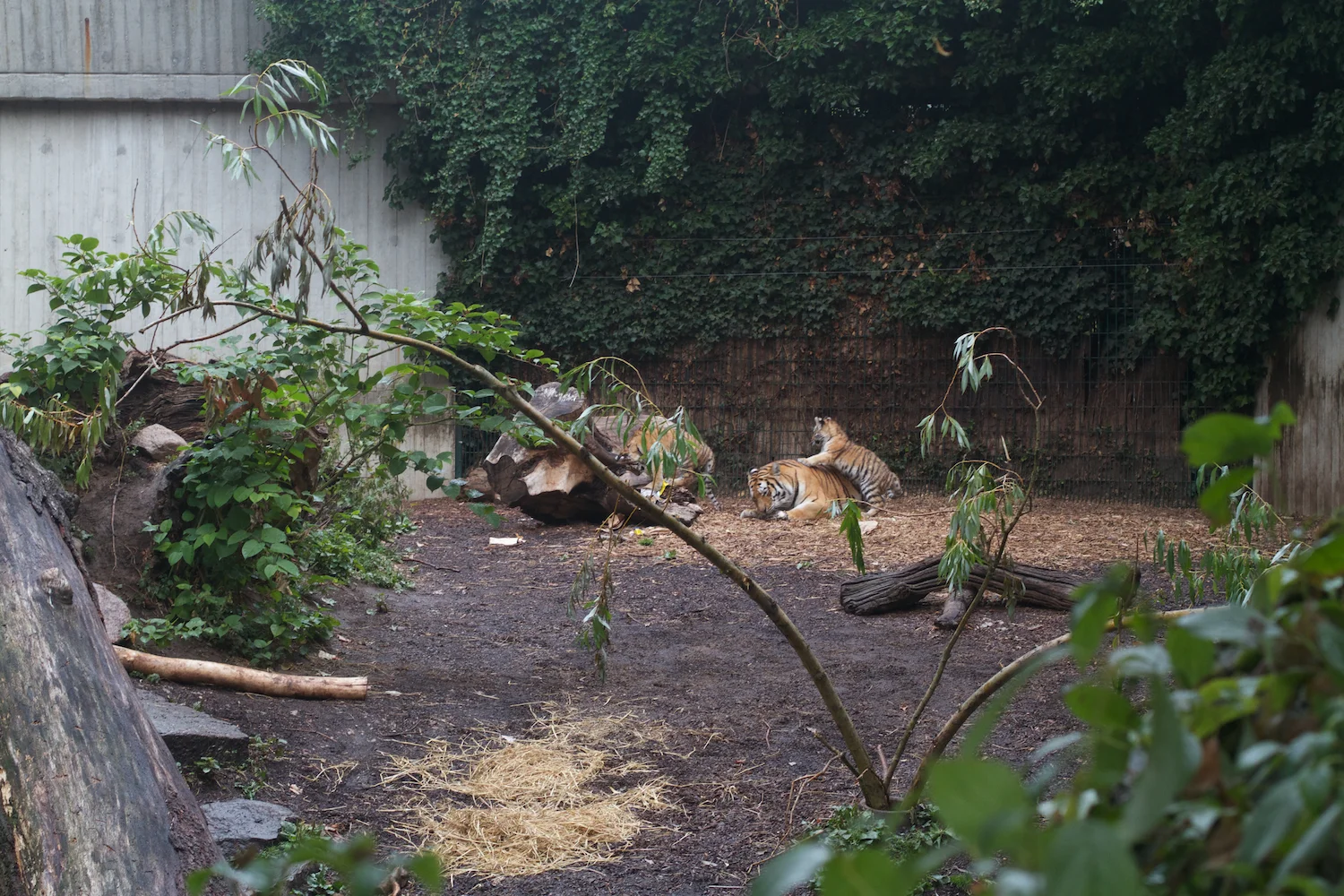 Anna gal bogorm 2013_08_08 148.jpg