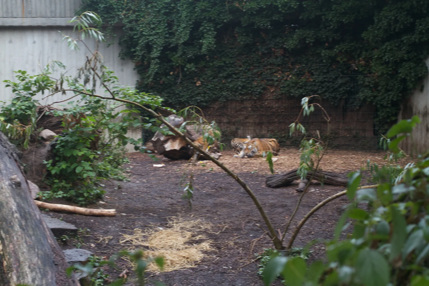 Anna gal bogorm 2013_08_08 149.jpg