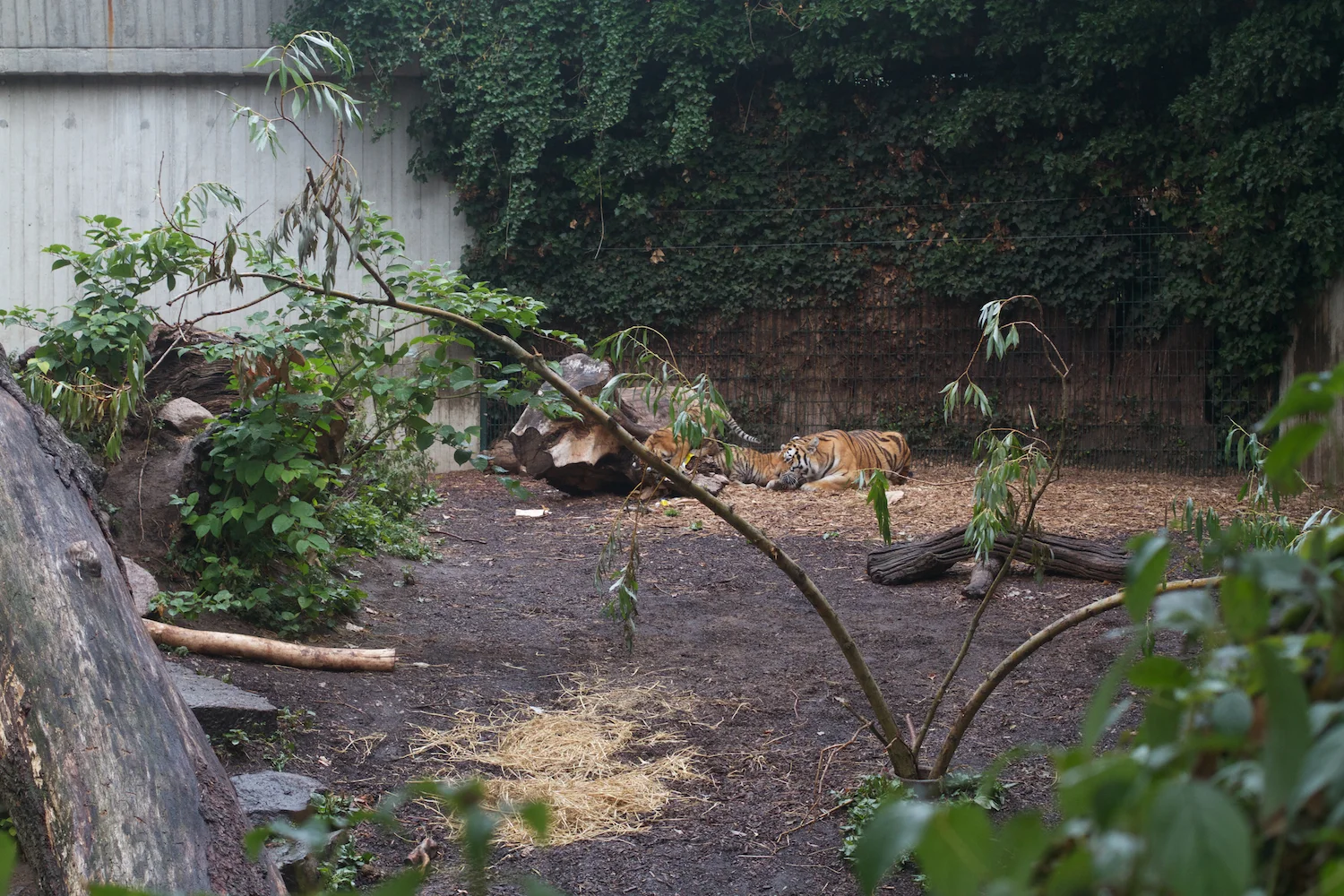 Anna gal bogorm 2013_08_08 150.jpg