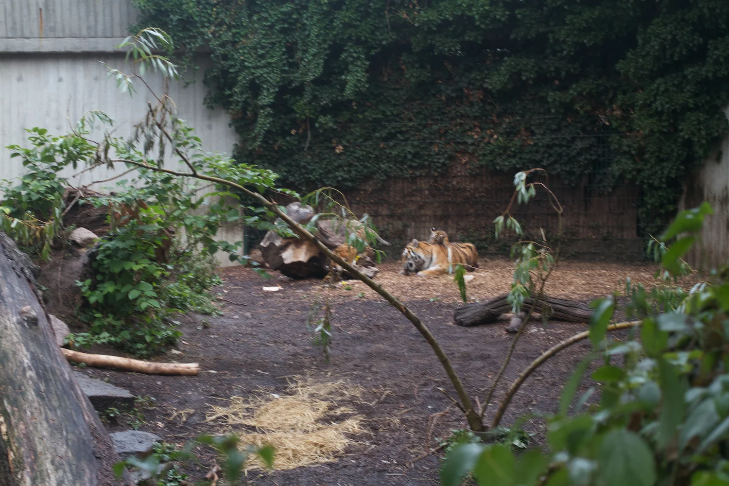 Anna gal bogorm 2013_08_08 151.jpg