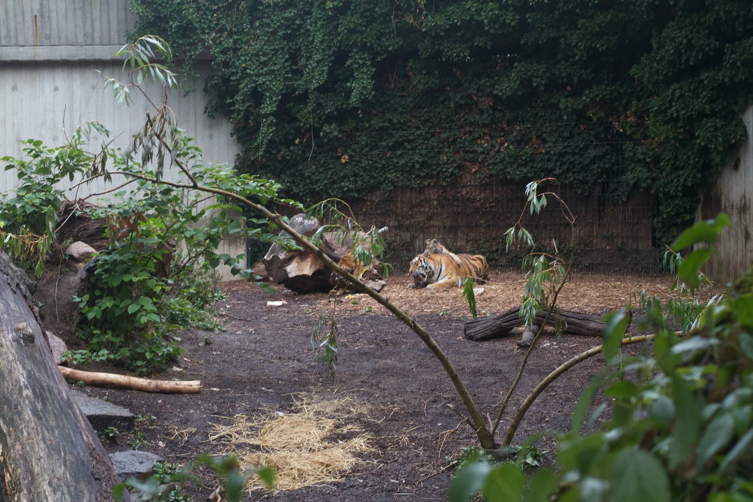 Anna gal bogorm 2013_08_08 152.jpg