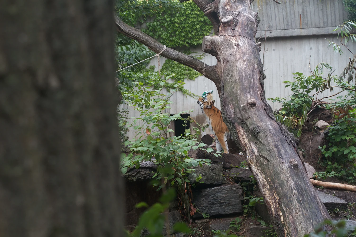 Anna gal bogorm 2013_08_08 153.jpg