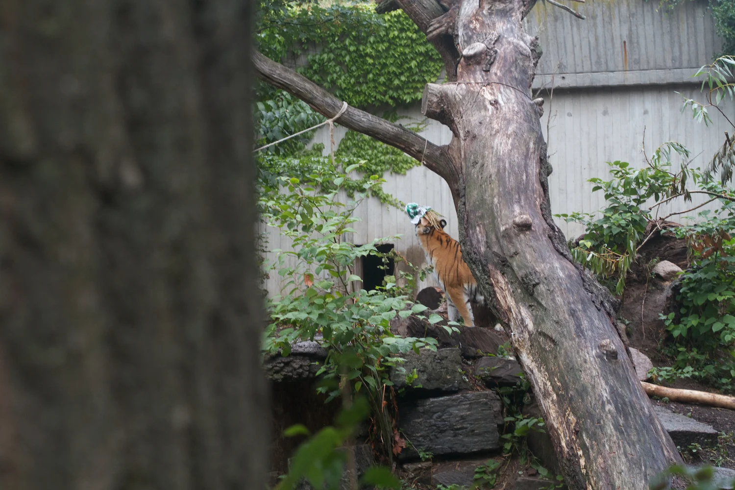 Anna gal bogorm 2013_08_08 154.jpg