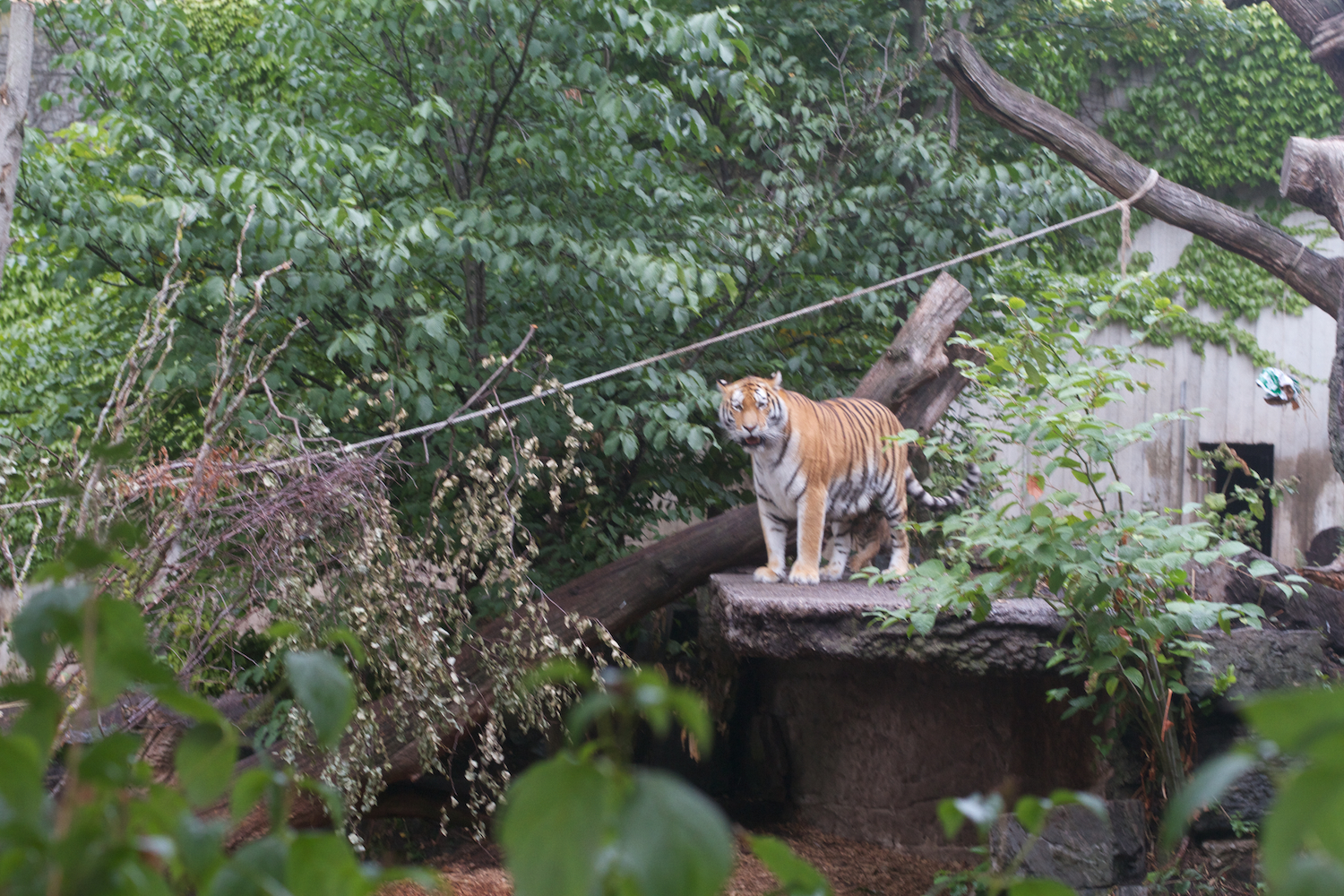 Anna gal bogorm 2013_08_08 156.jpg