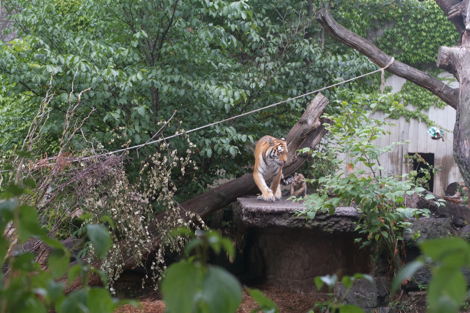 Anna gal bogorm 2013_08_08 157.jpg