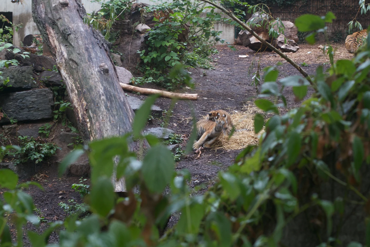 Anna gal bogorm 2013_08_08 158.jpg