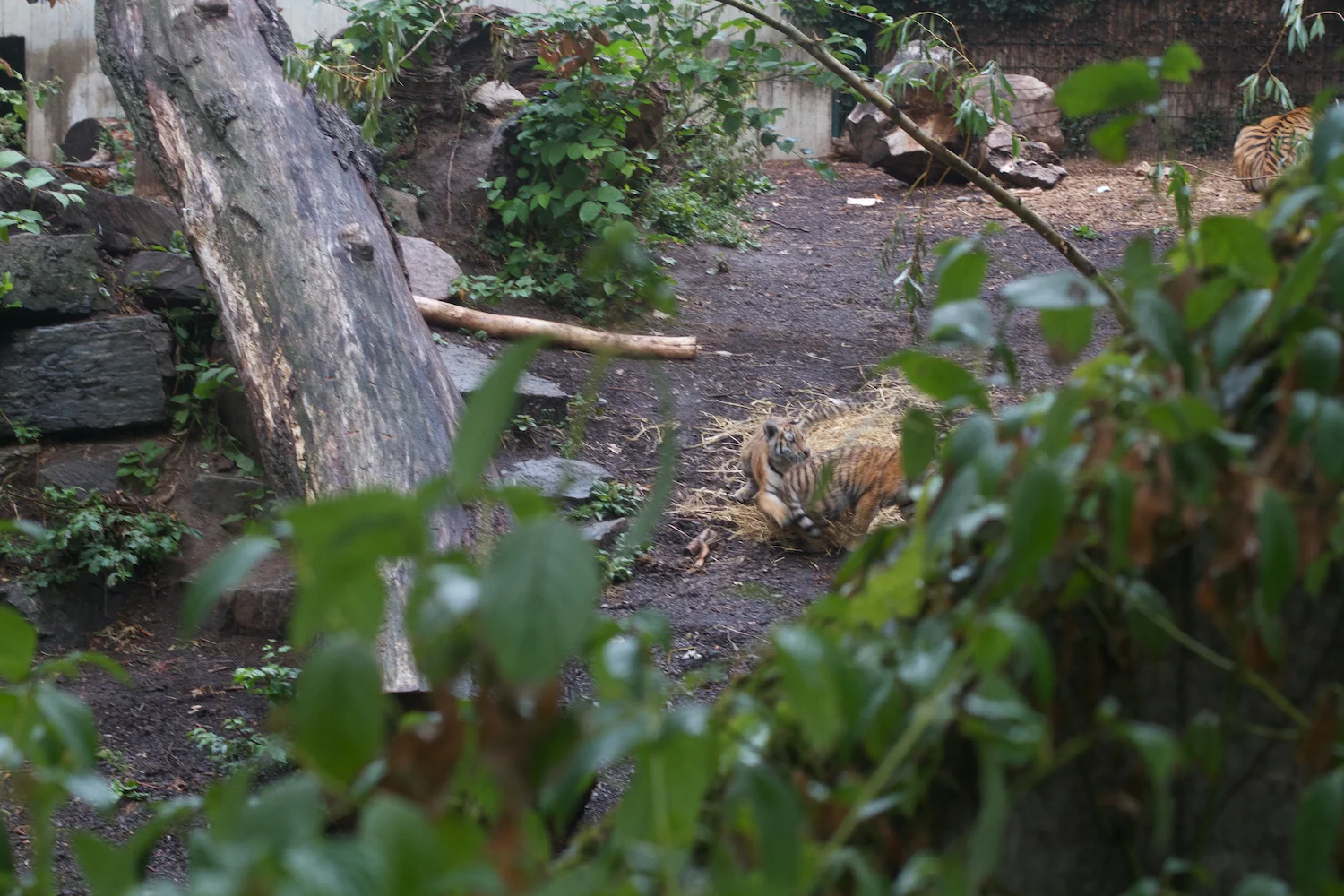 Anna gal bogorm 2013_08_08 159.jpg