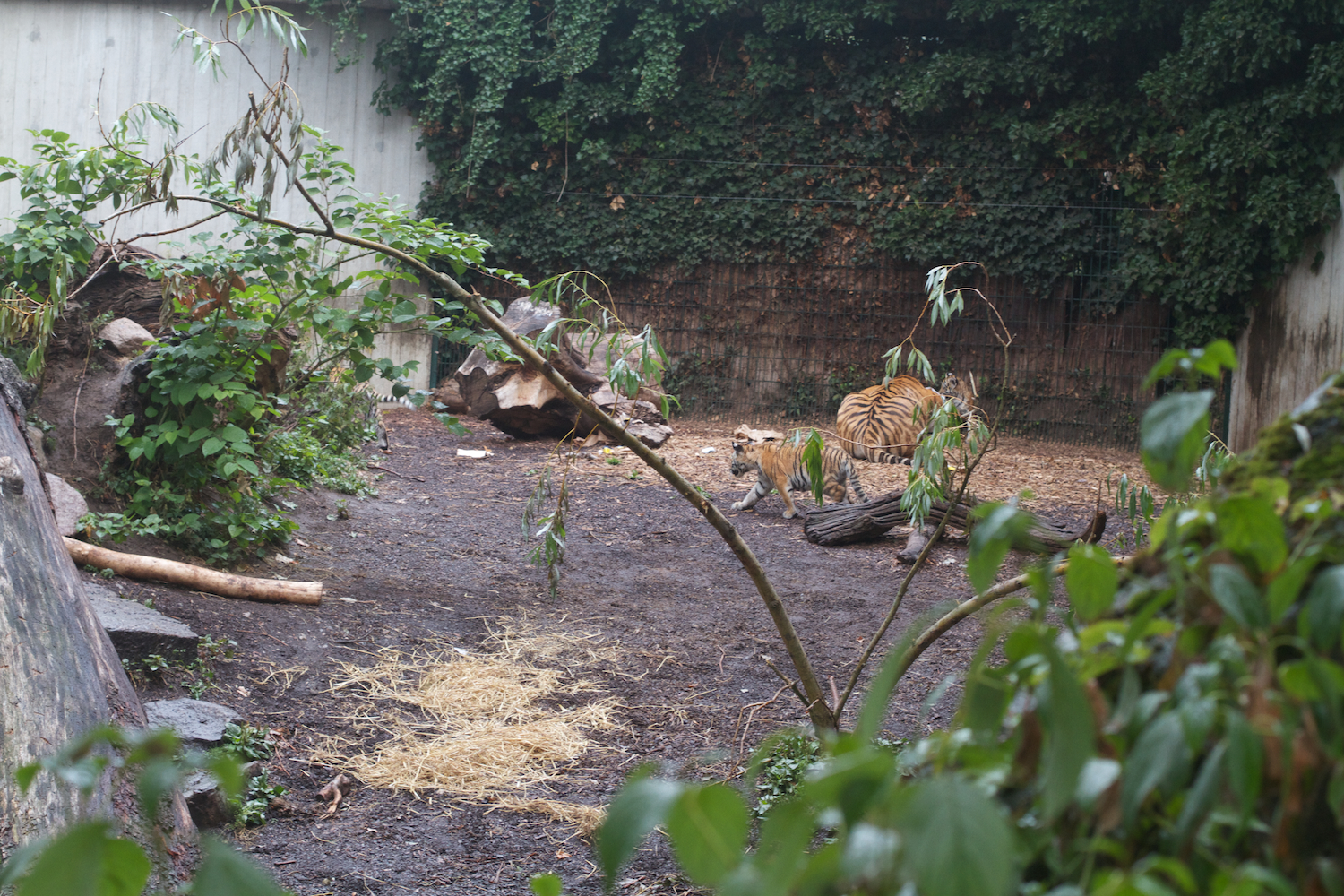 Anna gal bogorm 2013_08_08 160.jpg