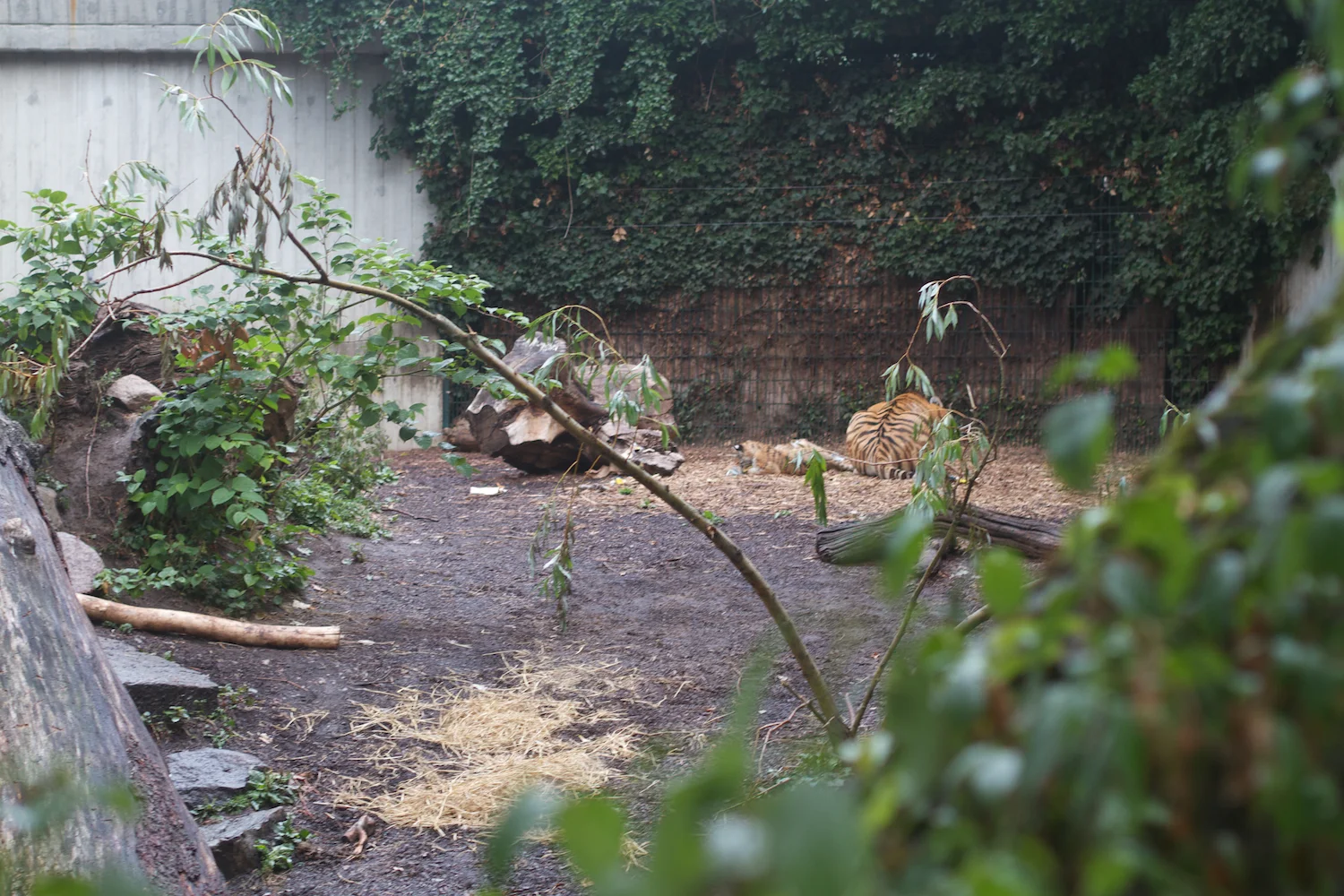 Anna gal bogorm 2013_08_08 162.jpg