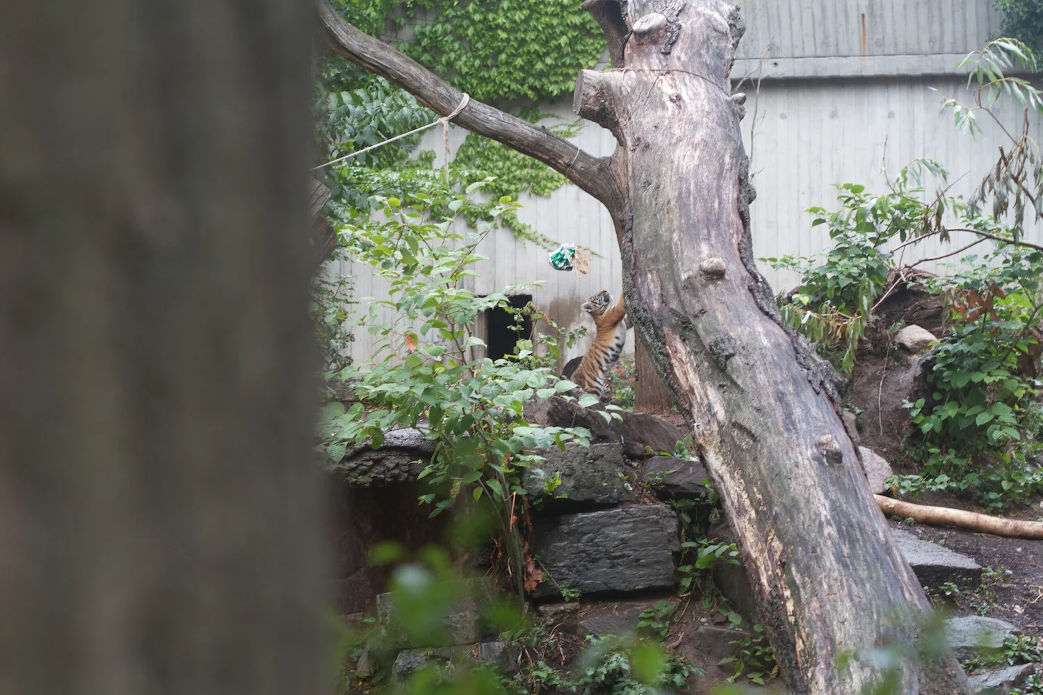 Anna gal bogorm 2013_08_08 164.jpg