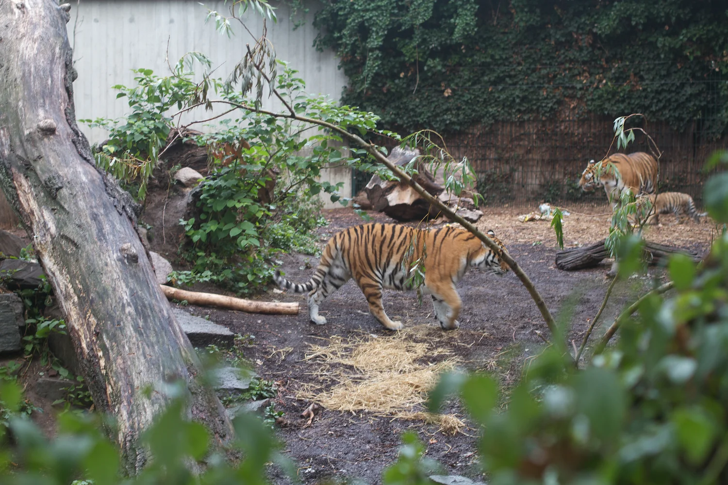 Anna gal bogorm 2013_08_08 163.jpg