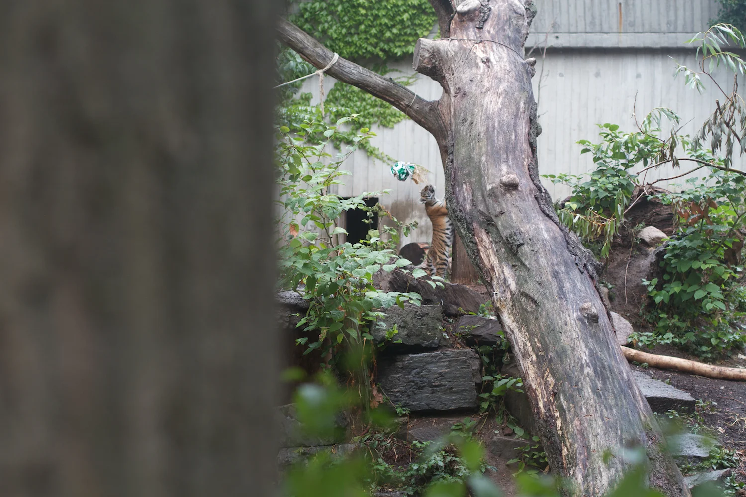 Anna gal bogorm 2013_08_08 165.jpg