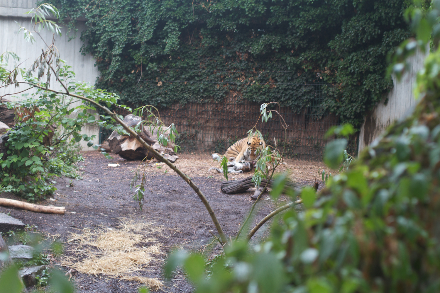 Anna gal bogorm 2013_08_08 166.jpg