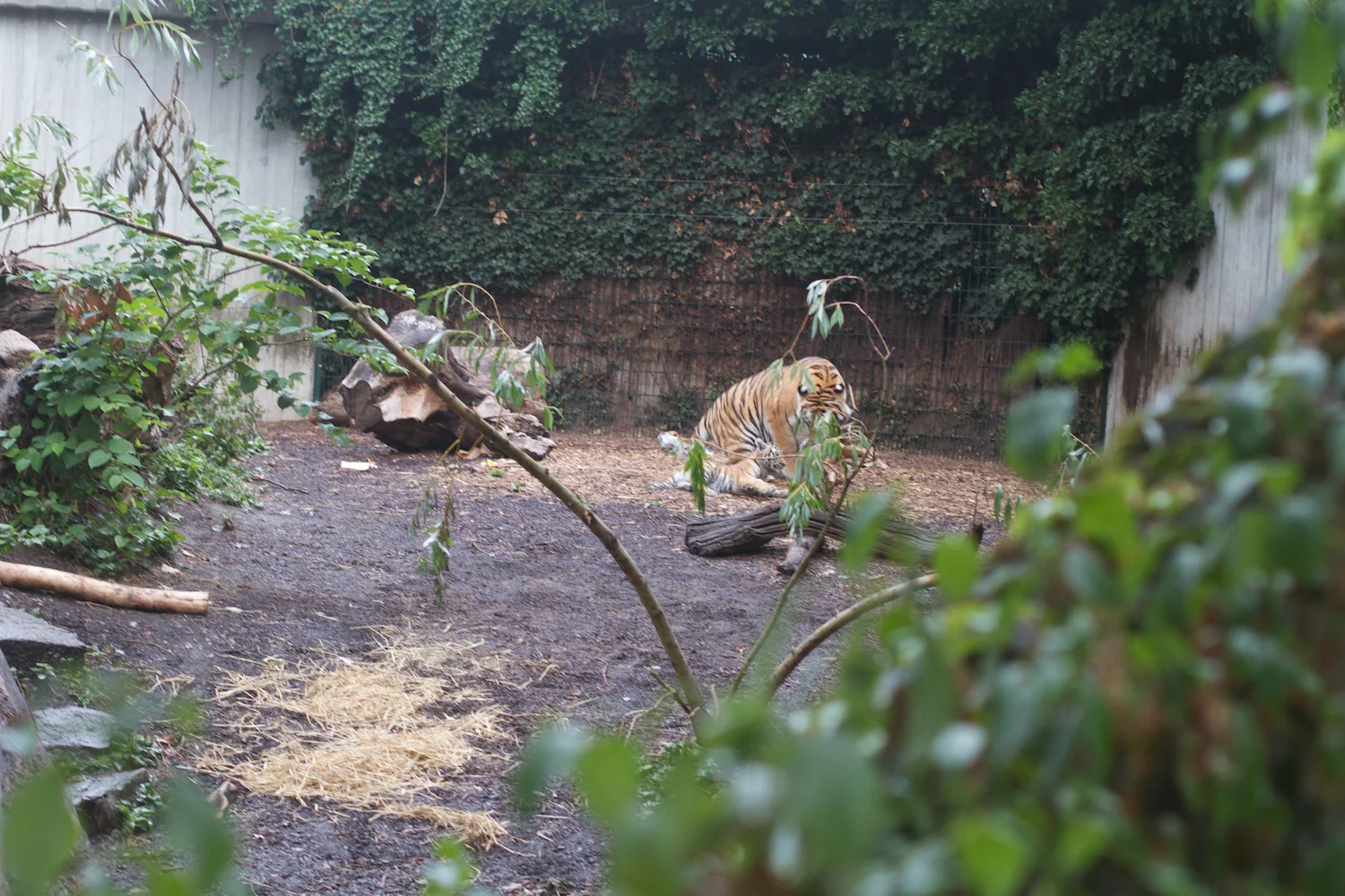 Anna gal bogorm 2013_08_08 167.jpg