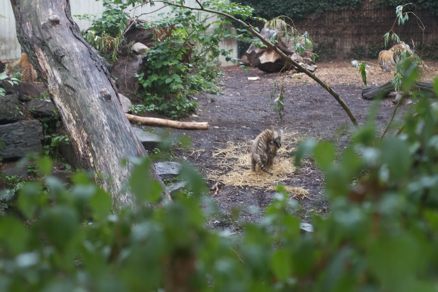 Anna gal bogorm 2013_08_08 169.jpg