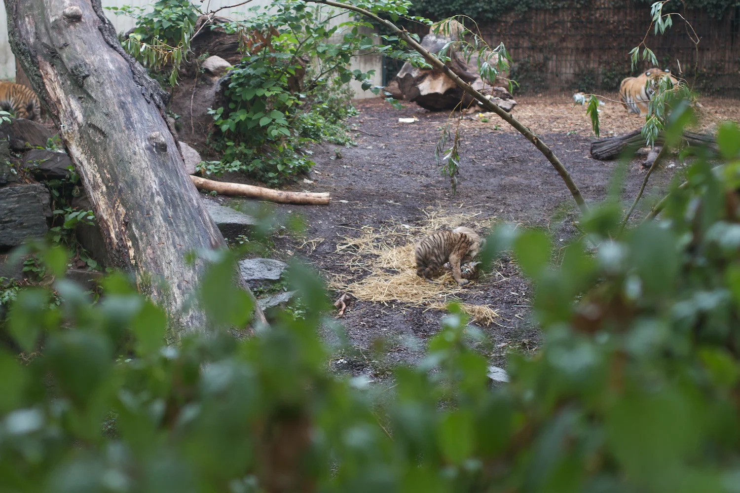 Anna gal bogorm 2013_08_08 170.jpg