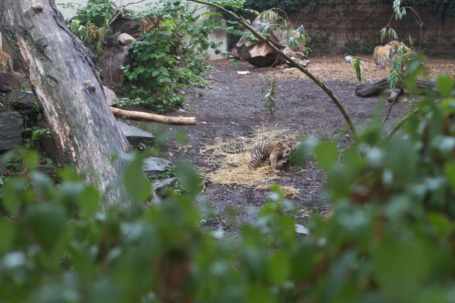 Anna gal bogorm 2013_08_08 171.jpg