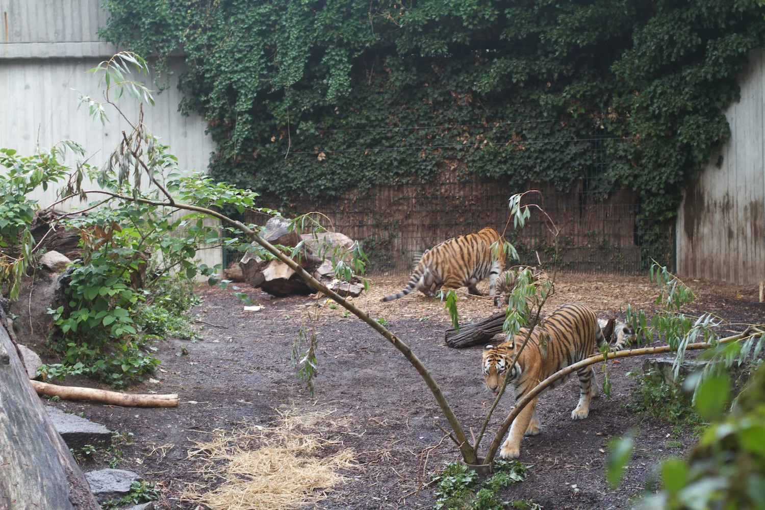 Anna gal bogorm 2013_08_08 172.jpg