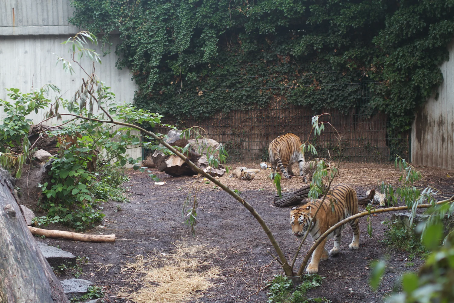 Anna gal bogorm 2013_08_08 173.jpg