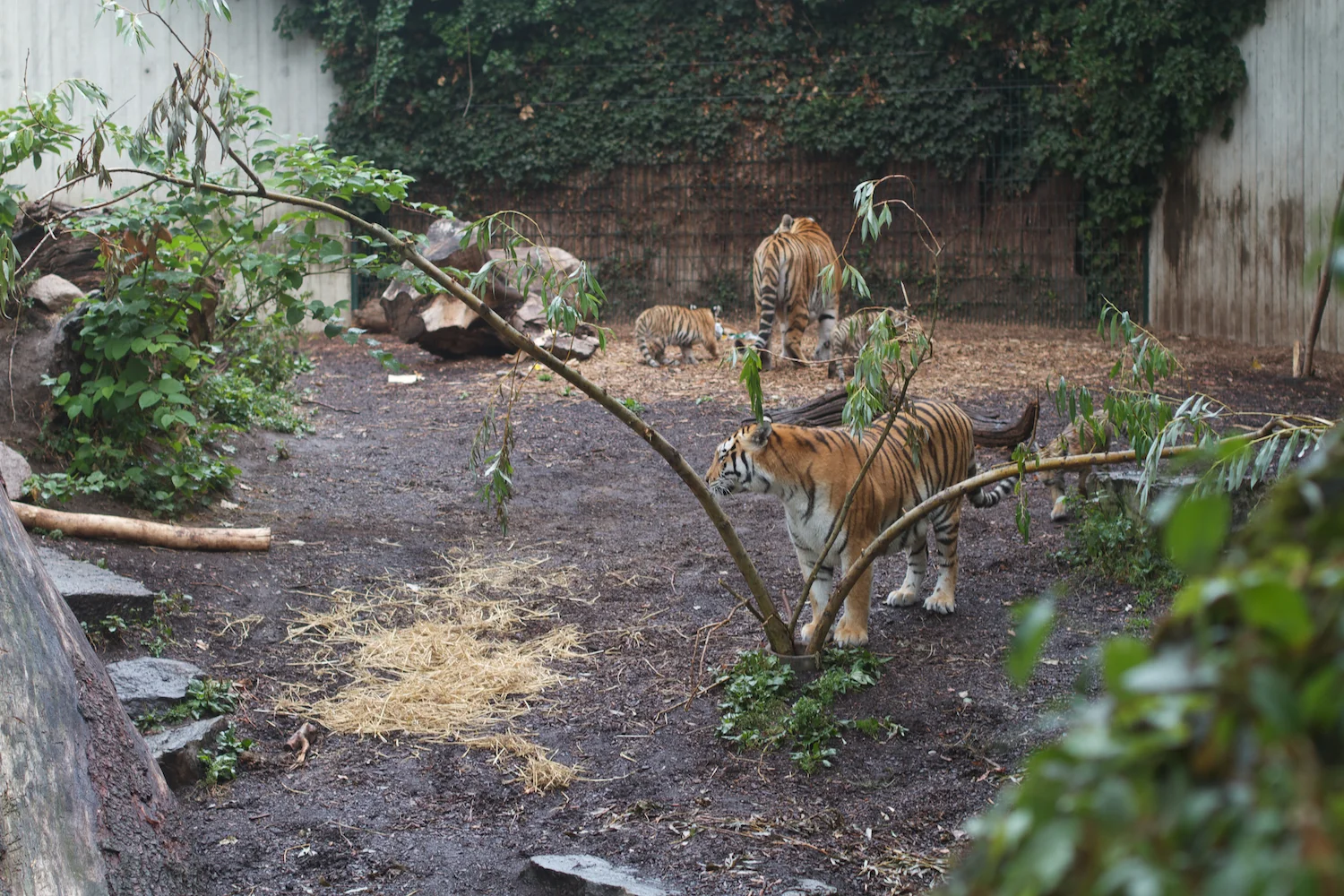 Anna gal bogorm 2013_08_08 174.jpg