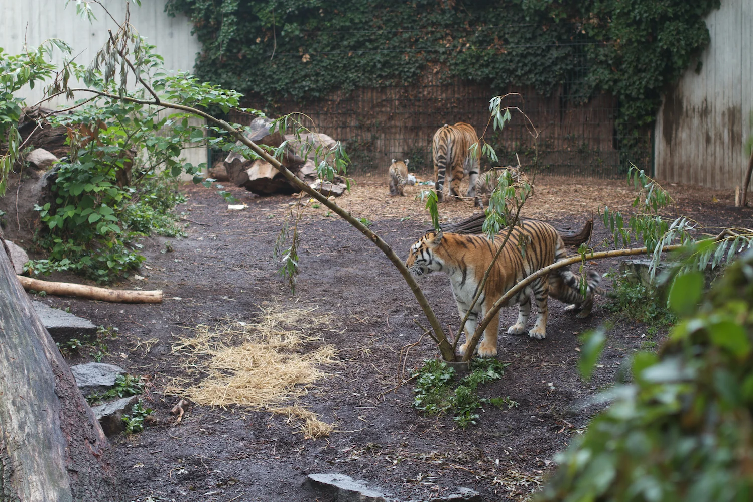 Anna gal bogorm 2013_08_08 175.jpg