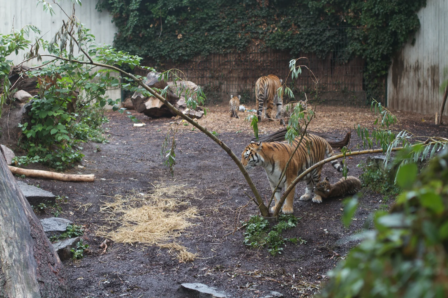 Anna gal bogorm 2013_08_08 176.jpg