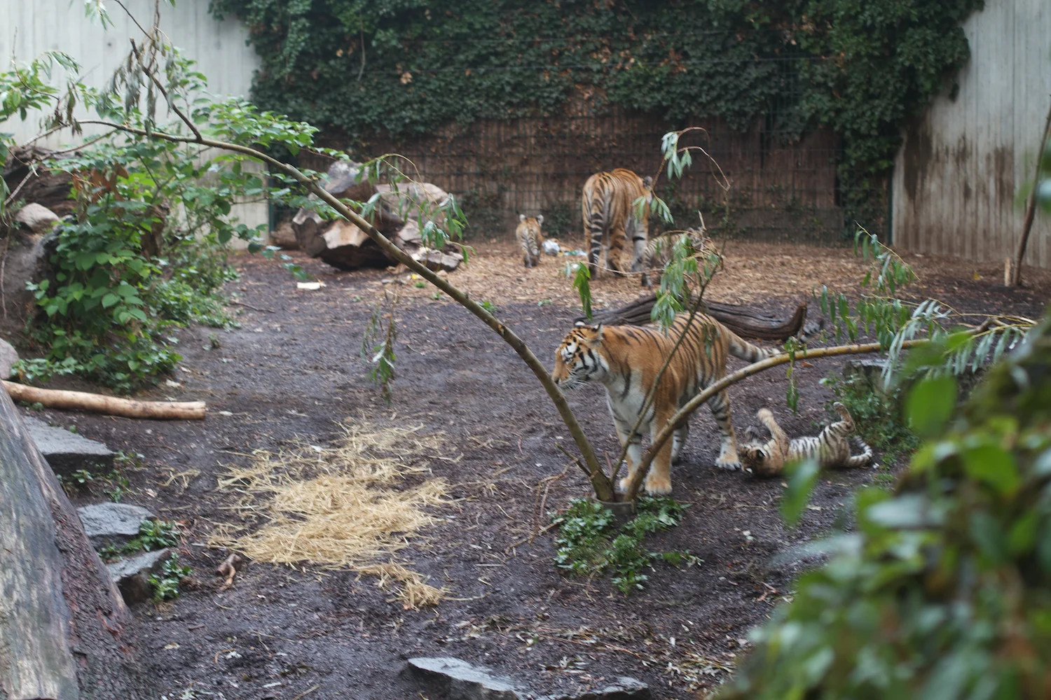 Anna gal bogorm 2013_08_08 177.jpg