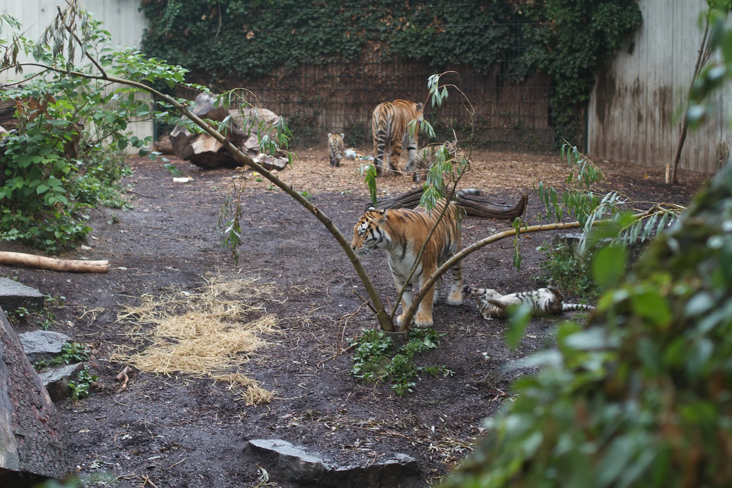 Anna gal bogorm 2013_08_08 178.jpg