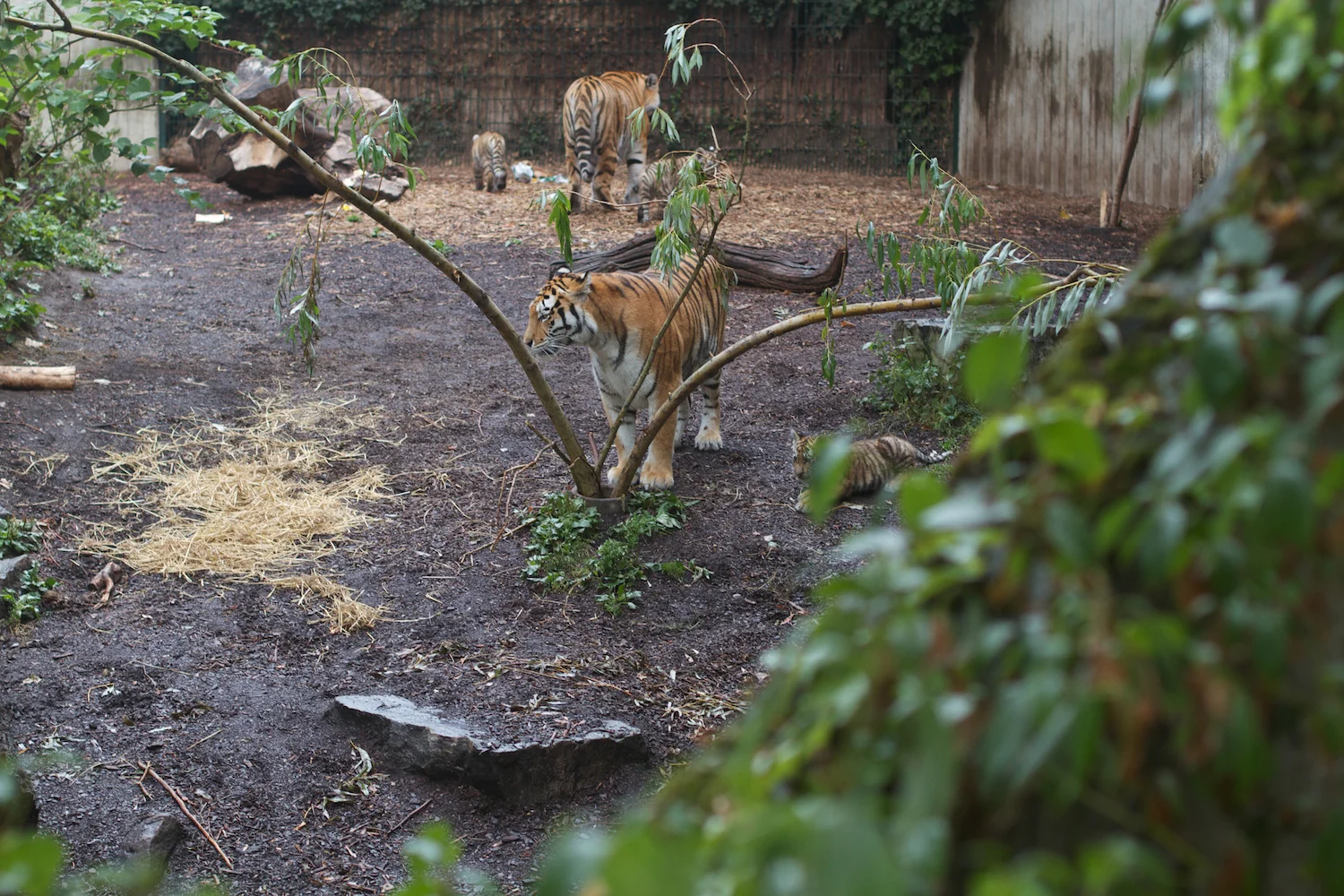 Anna gal bogorm 2013_08_08 179.jpg