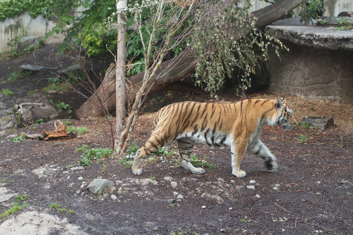 Anna gal bogorm 2013_08_08 182.jpg