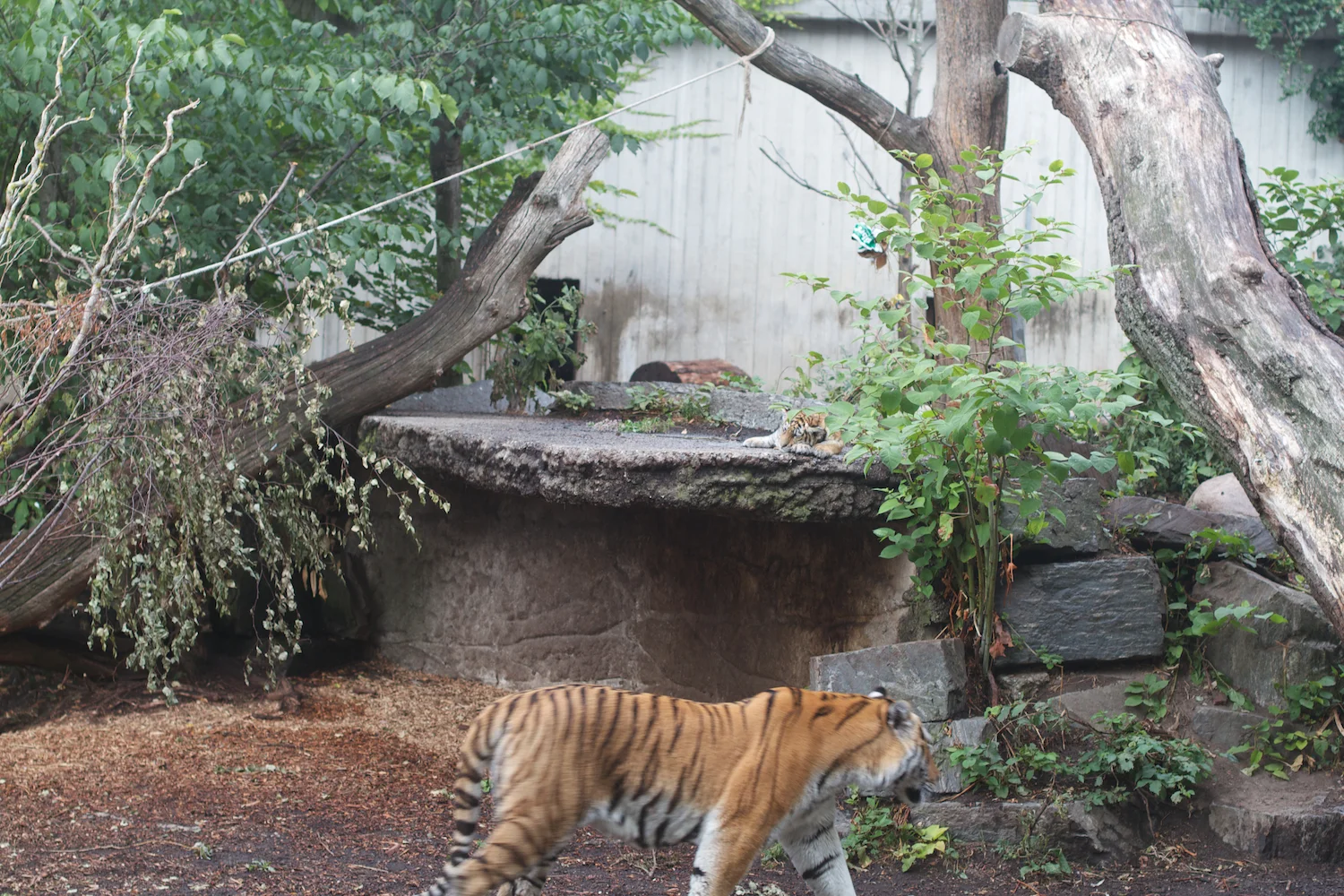 Anna gal bogorm 2013_08_08 183.jpg